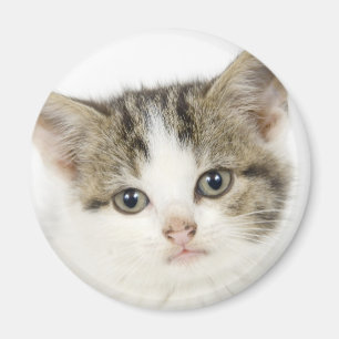 Imã Gato adorável, bonito/gatinho