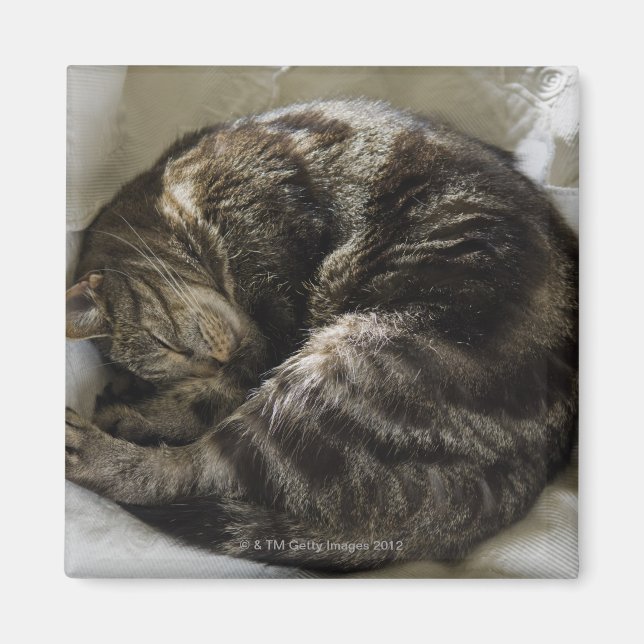 Imã Gato adormecido (Frente)