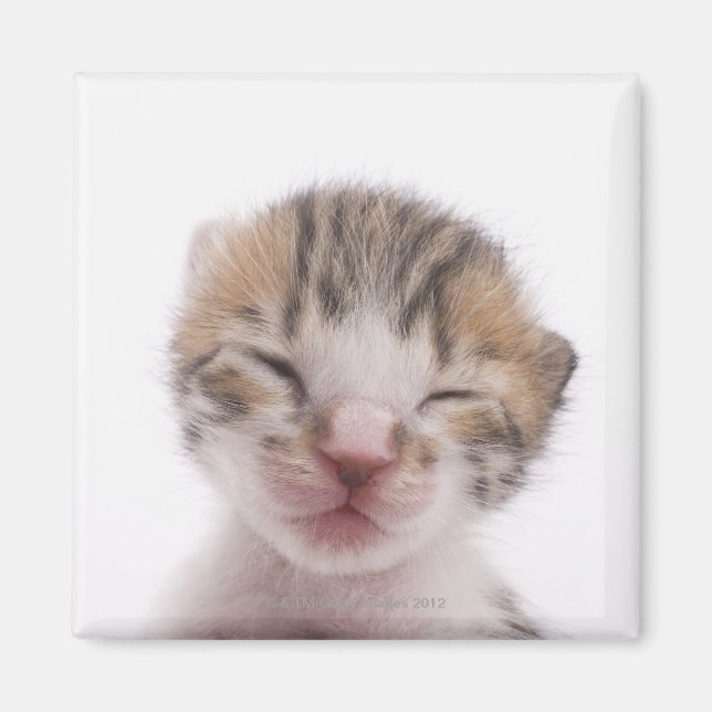 Imã Gato adormecido (Frente)