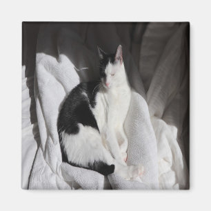 Imã Gato Adormecido Preto e Branco/Adicione a Foto do