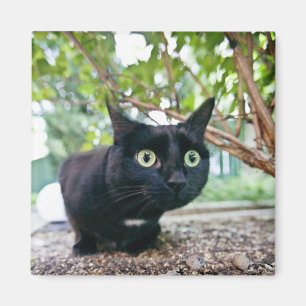 Imã gato alertado que esconde sob o arbusto