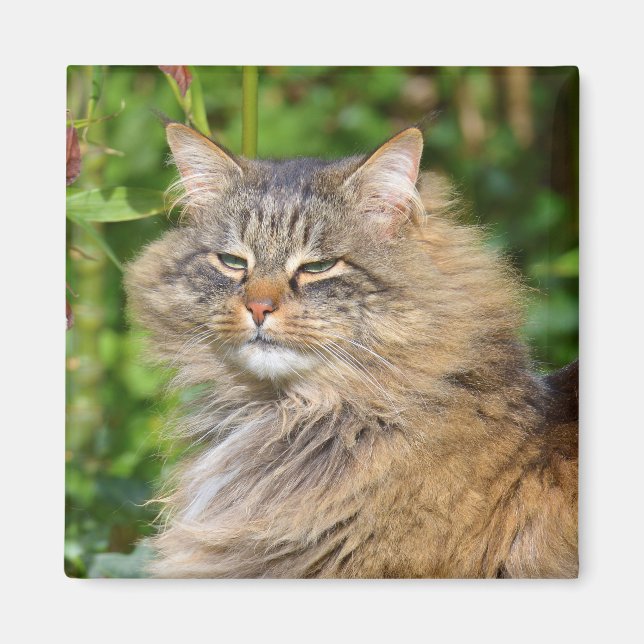 Imã Gato Angora (Frente)