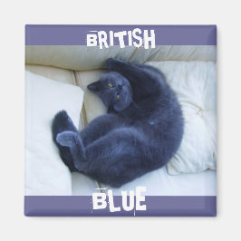 IMÃ GATO AZUL BRITÂNICO