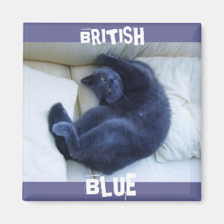 IMÃ GATO AZUL BRITÂNICO