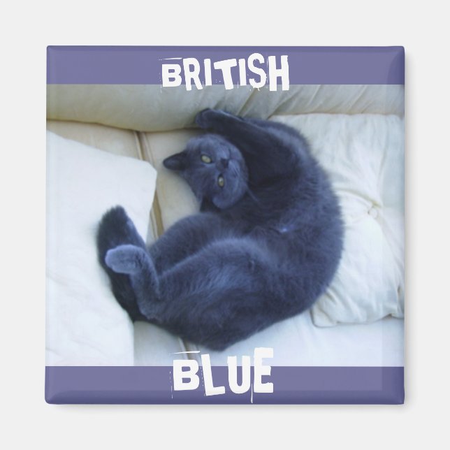 IMÃ GATO AZUL BRITÂNICO (Frente)