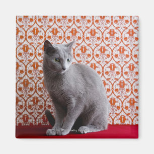 Imã Gato (azul do russo) e fundo do papel de parede