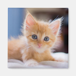 Imã Gato bonito com olhos azuis