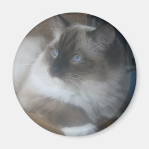 Imã Gato bonito de Ragdoll Hymalayan que olha fora