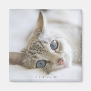 Imã Gato branco bonito com os olhos azuis que colocam