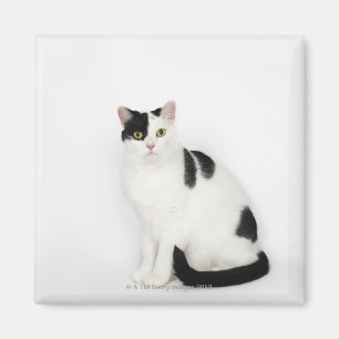Imã Gato branco com pontos pretos
