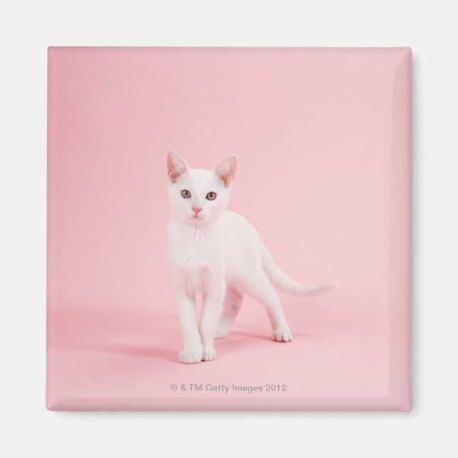 Imã Gato branco jovem (Frente)