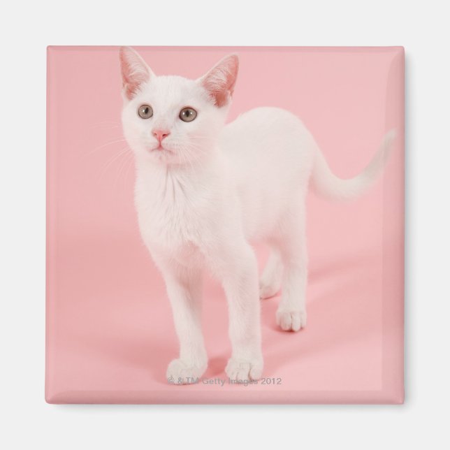 Imã Gato branco jovem 2 (Frente)