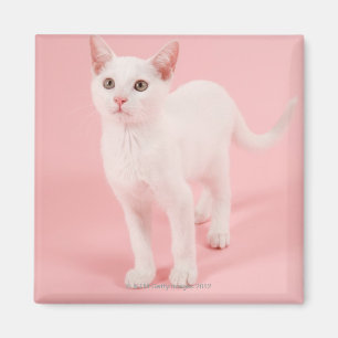 Imã Gato branco novo 2