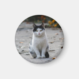 Imã Gato, Branco, Pet