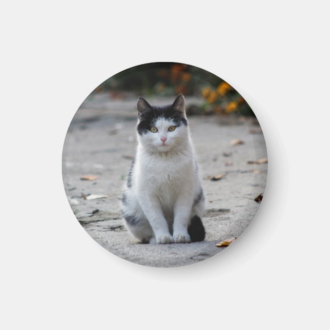 Imã Gato, Branco, Pet (Frente)