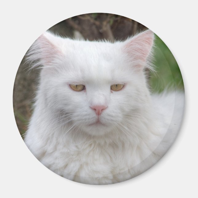 Imã Gato Branco Sério (Frente)