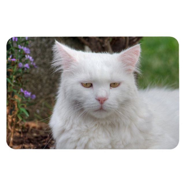 Ímã Gato Branco Sério (Horizontal)