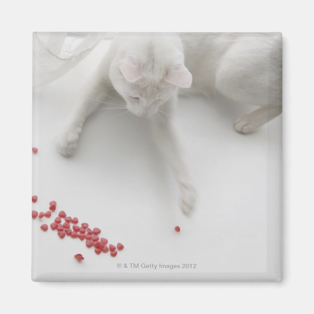 Imã Gato brincando com doce em forma de coração (Frente)