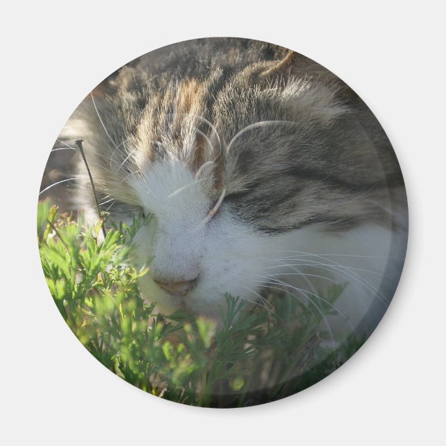 Imã Gato Cheirando uma Planta (Frente)