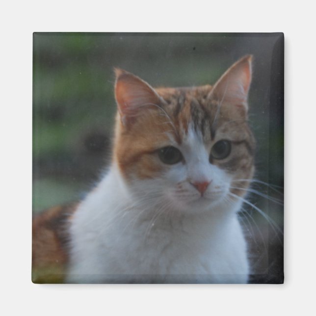 Imã Gato Cinto (Frente)