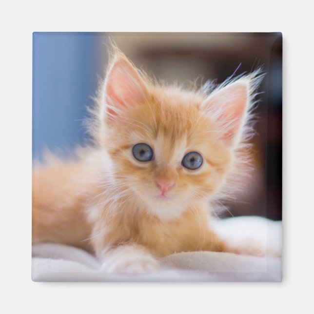 Imã Gato Cinto Com Olhos Azuis (Frente)