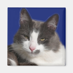 Imã Gato cinzento branco de Casey