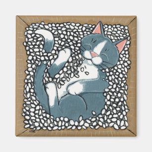 Imã Gato cinzento do smoking que dorme na caixa de