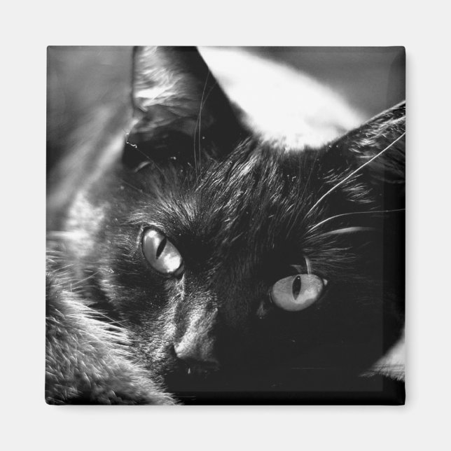 Imã Gato com íman quadrado preto e branco (Frente)