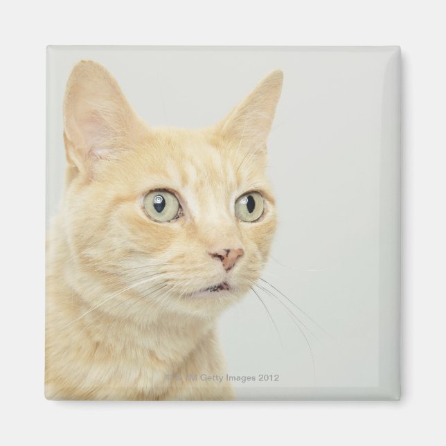 Imã Gato com olhos abertos (Frente)