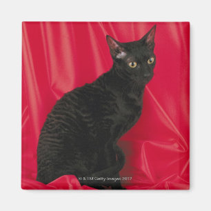 Imã Gato Cornish do rex