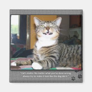 Imã Gato Culpa Cão