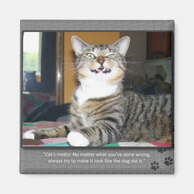 Imã Gato Culpa Cão (Frente)