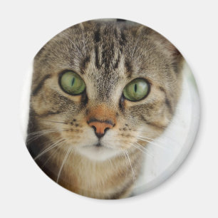 Imã gato curioso