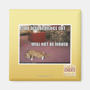 Imã Gato da desobediência civil