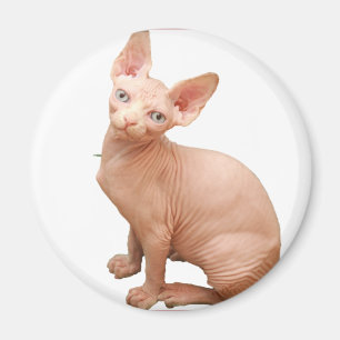 Imã Gato da esfinge