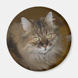 Imã Gato de Angora Marrom