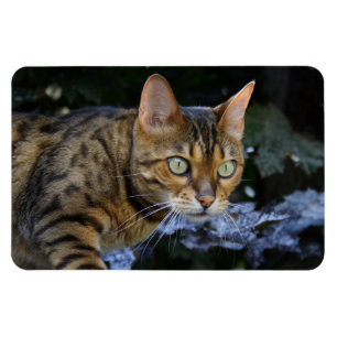 Ímã Gato de Bengala