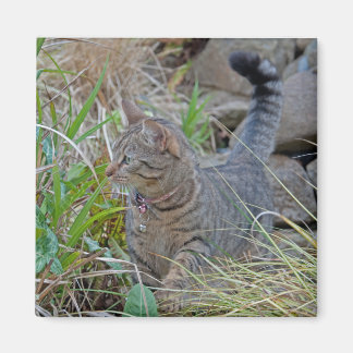 Imã Gato de caça