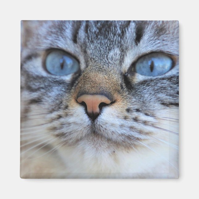 Imã Gato de cinza (Frente)