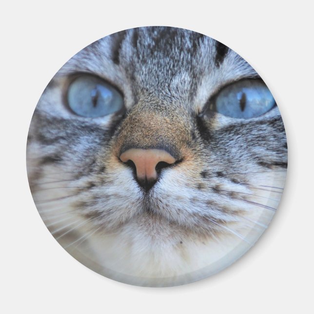 Imã Gato de cinza (Frente)