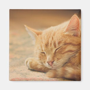 Imã Gato de gato malhado alaranjado do sono