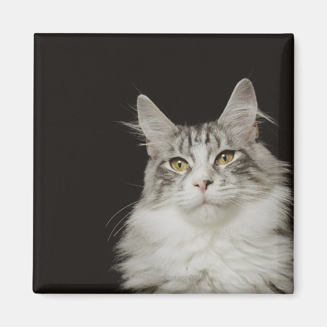 Imã Gato de Maine Coon Adulto (Frente)