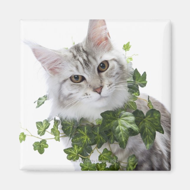 Imã Gato de Maine Coon e ornamento do vinho (Frente)