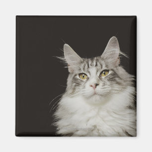 Imã Gato de racum adulto de Maine