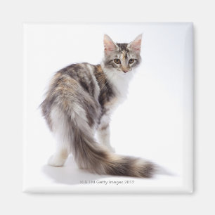 Imã Gato de racum de Maine