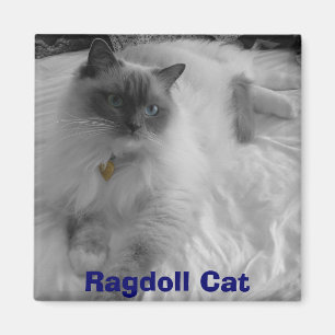 Imã Gato de Ragdoll