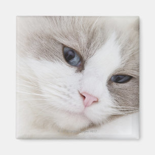 Imã Gato de Ragdoll