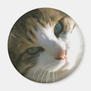 Imã Gato de tigre da chita