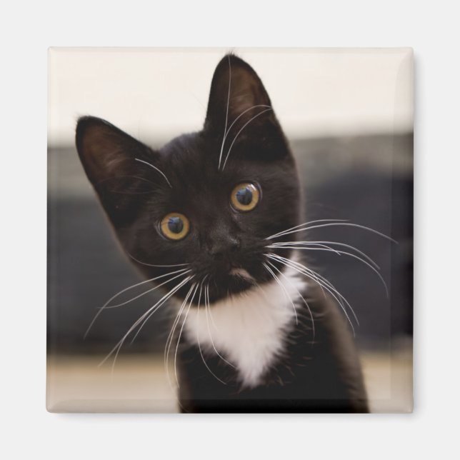 Imã Gato De Tuxedo Branco, Preto E Branco (Frente)