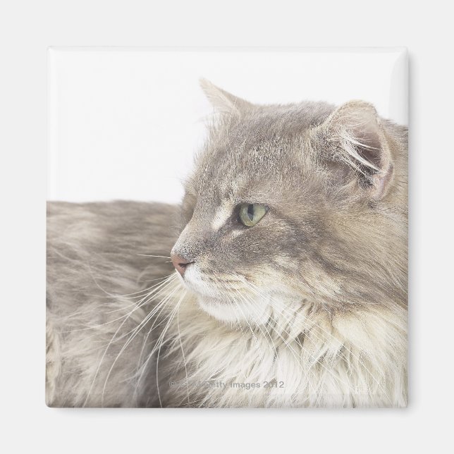 Imã Gato deitado (Frente)